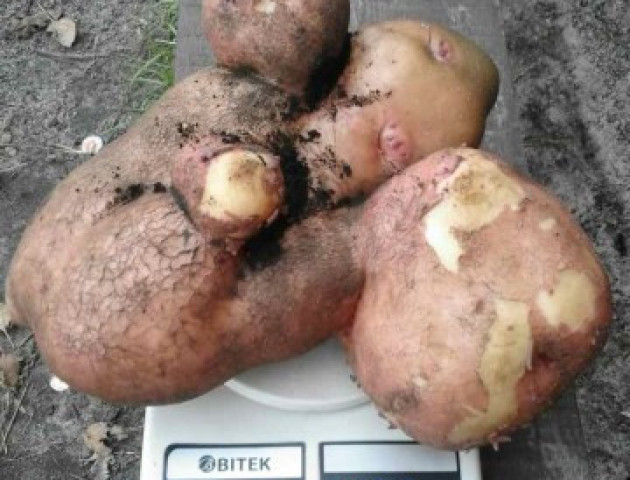На Волині викопали гігантську картоплину