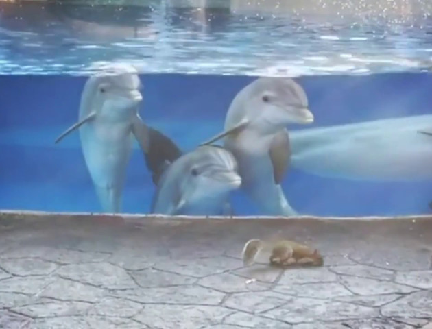 В американському дельфінарії білки заворожили дельфінів. ВІДЕО