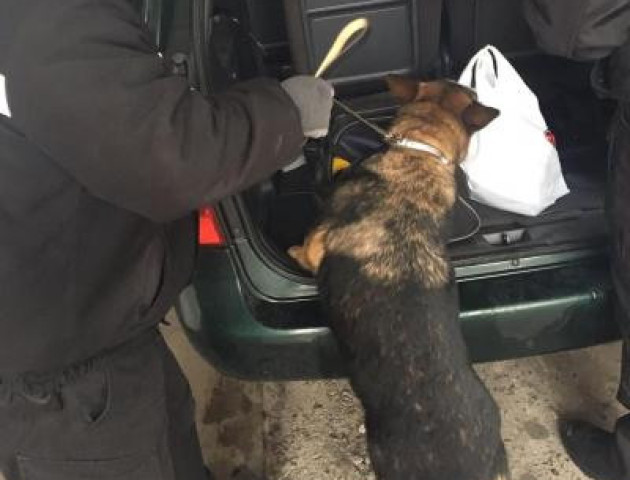 На волинському кордоні службовий пес допоміг знайти наркотики