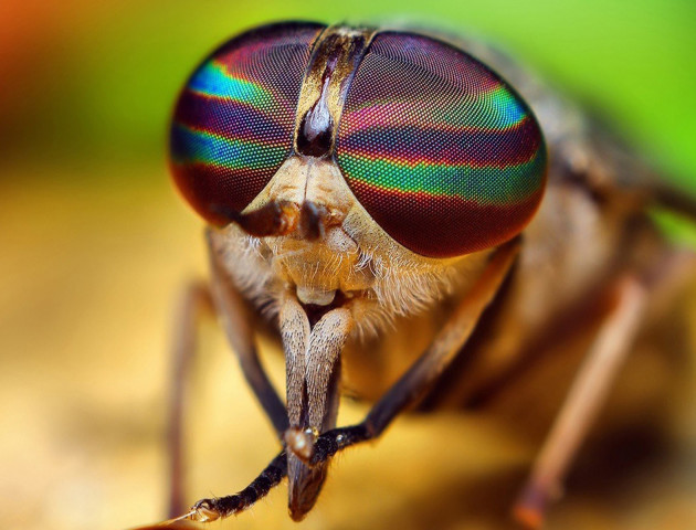 Вчені пояснили, в чому небезпека мух для людини
