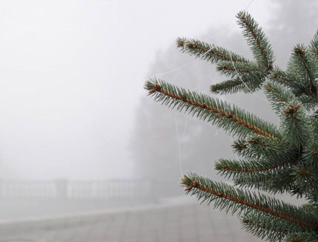 Неймовірні світлини осіннього туманного ранку у Луцьку. ФОТО