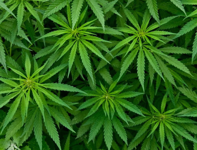 Польща легалізувала марихуану в медичних цілях