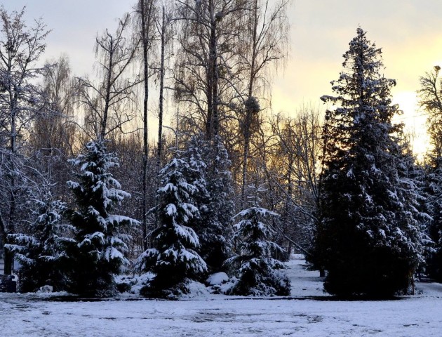 Центральний парк Луцька вражає зимовими пейзажами. ФОТО