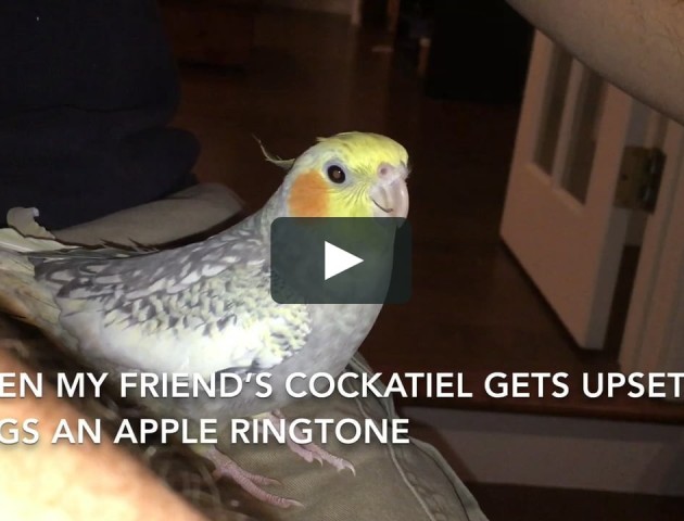 Папуга вправно копіює мелодію з iPhone: кумедне відео