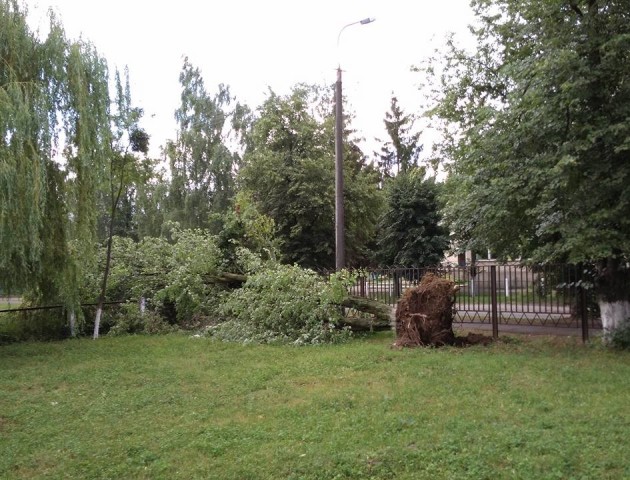 На території ЛНТУ буря вивернула дерево