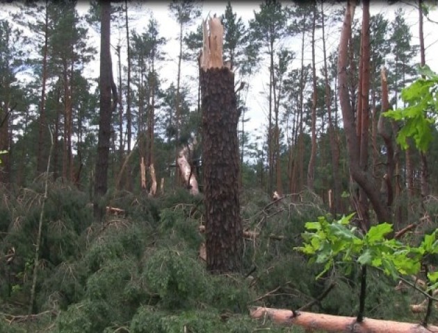 На Волині буревій знищив понад 200 гектарів лісу