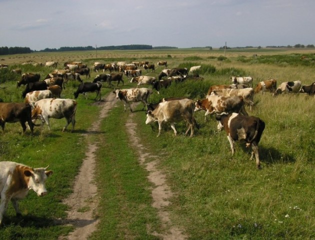 На Любомльщині блискавка вбила дві корови