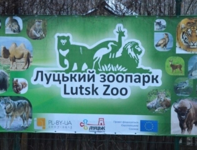 У Луцькому зоопарку оселилася екзотична різнокольорова корова
