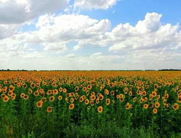 Дивовижні «сонячні квіти» від луцького фотографа