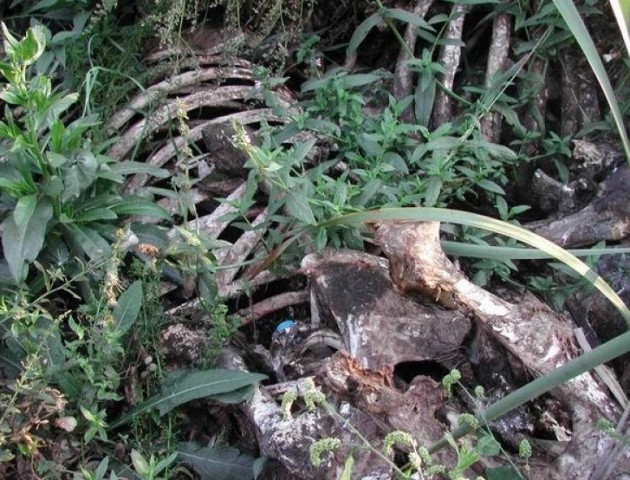 У шацькому лісі виявили стихійний скотомогильник
