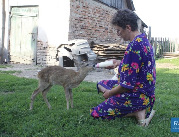 Сім'я з Володимир-Волинського району вигодовує дитинча козулі