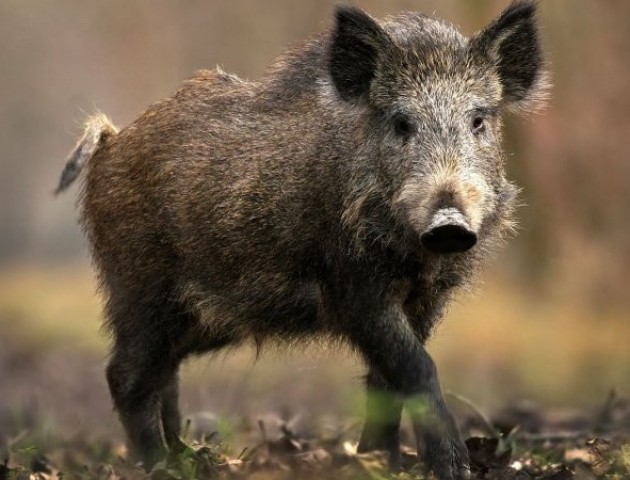 На Волині жителі села потерпають від диких свиней
