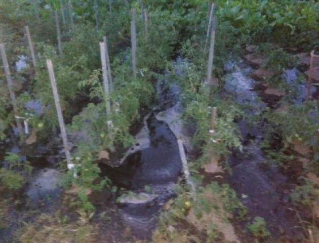 У Нововолинську м'ясокомбінат затопив нечистотами господарства місцевих жителів