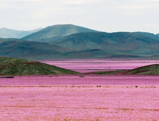 Унікальне явище: зацвіла найсухіша пустеля світу