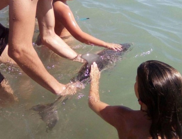 Людська жорстокість: дитинча дельфіна загинуло, поки туристи робили з ним селфі