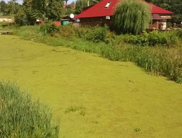 На Волині річка покрилася зеленою ряскою
