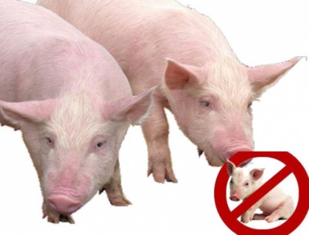 На кордоні з Шацьким районом виявлено африканську чуму свиней