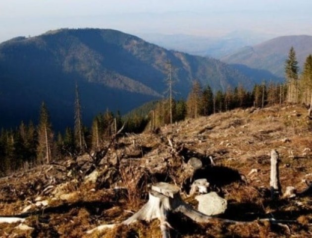 Україна залишиться без хвойних лісів вже за 10 років