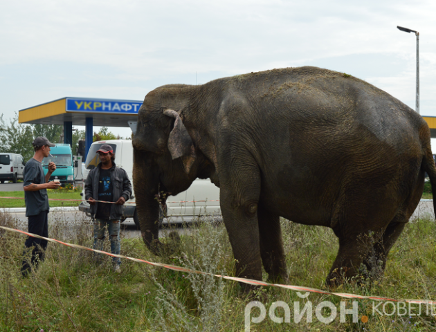 На Волині міськими вулицями розгулював цирковий слон. ФОТО