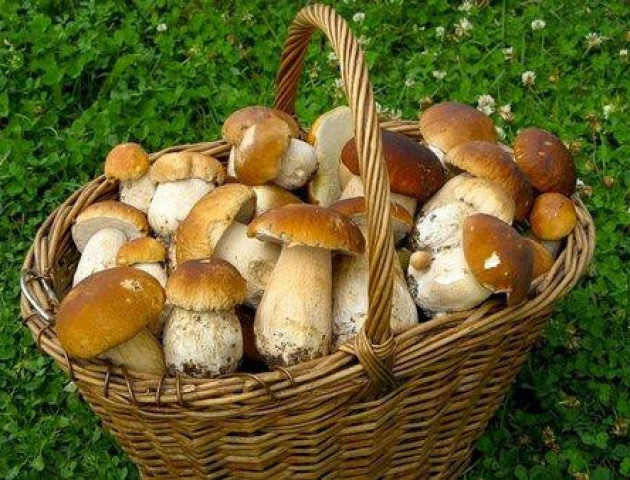 Луцький політик похизувався зібраним врожаєм грибів