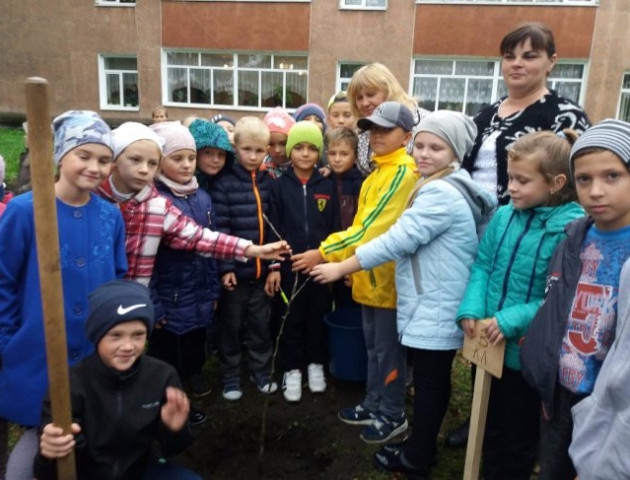 Волинські школярі по-особливому відзначили ювілей гімназії: посадили сад