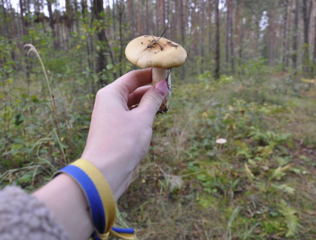 Волинський лісничий розповів, як відрізнити їстівні гриби від отруйних