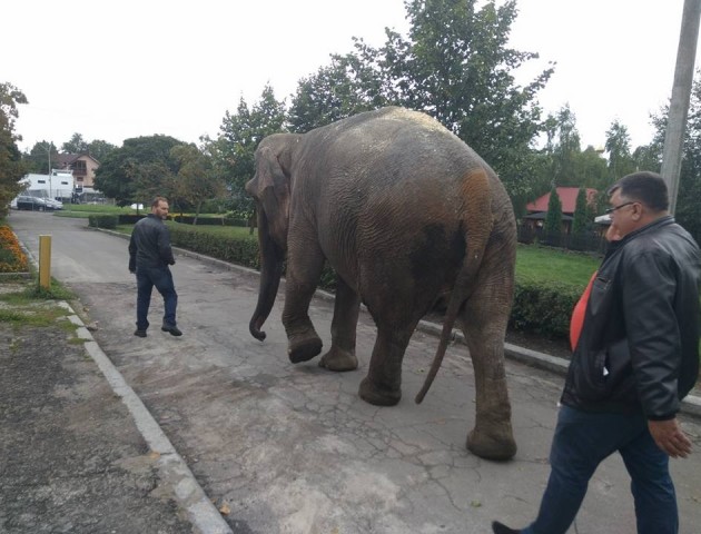 Вулицями волинського містечка розгулює слон