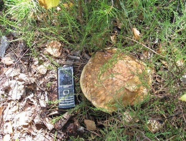 На Любомльщині чоловік пішов по гриби й помер у лісі