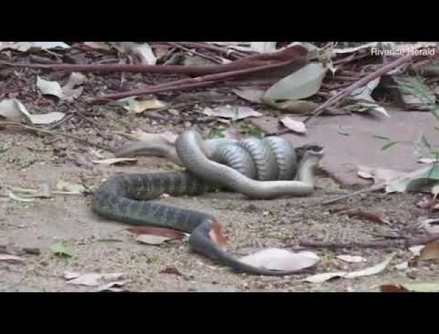 Бійку змій з поїданням переможеного зняли на відео