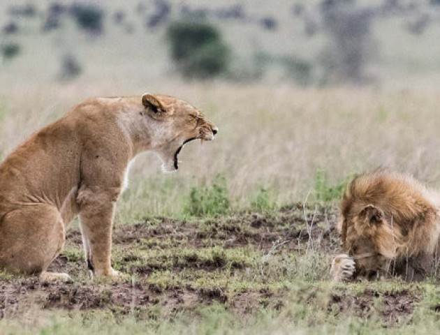 Сварка лева і левиці: фотограф показав кумедні знімки