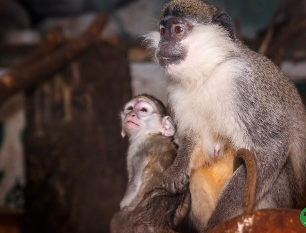 Луцький зоопарк поповнився мавпеням. ФОТО