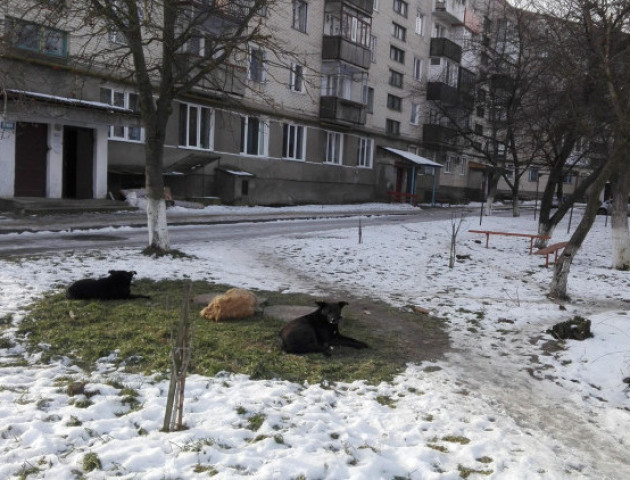 Майже щодня когось кусають: мешканців Володимира й далі «тероризують» безпритульні собаки