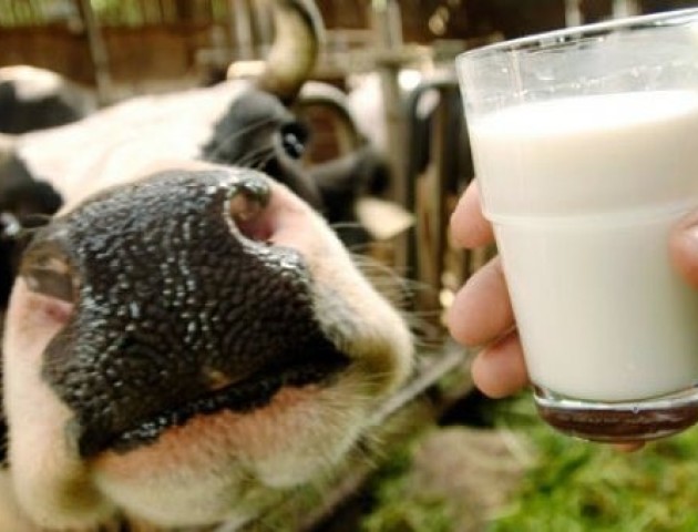 Почали діяти стандарти ЄС на молоко: волиняни б'ють на сполох, бо залишаться без заробітку. ВІДЕО