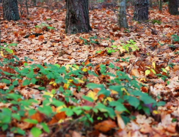 Останній подих осені: волинські лісівники поділилися чарівними світлинами лісу