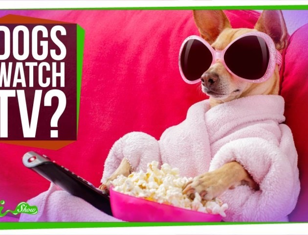 Що бачать собаки, коли дивляться телевізор? ВІДЕО