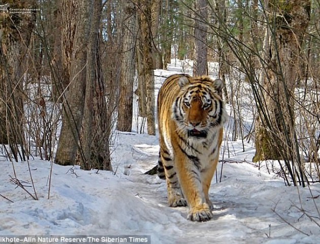 У Сибіру тигриця добровільно прийшла до людей лікувати зуби