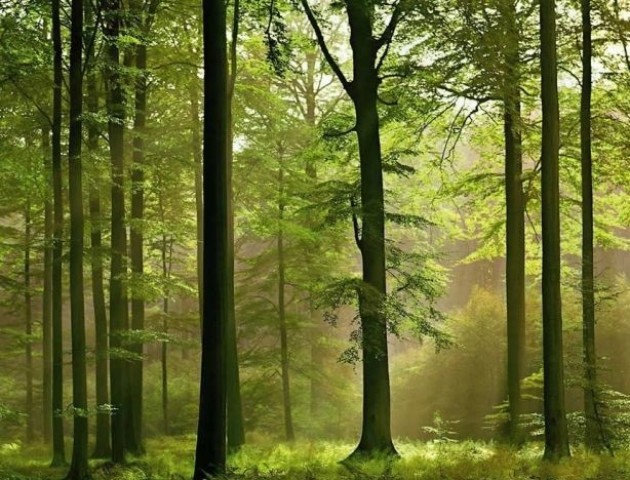 Звернення депутатів Волиньради щодо протиправного використання лісу