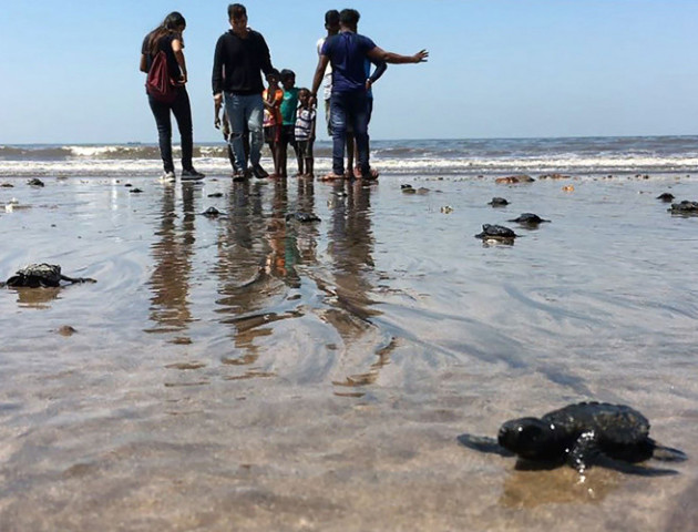 Уперше за 20 років черепашки народилися на пляжі у Мумбаї, їм заважало сміття