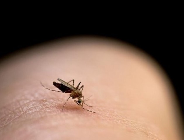 Вчені знайшли препарат, який вбиває комарів