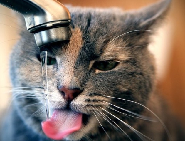 Чому коти люблять пити воду з-під крана, - відповідь вчених
