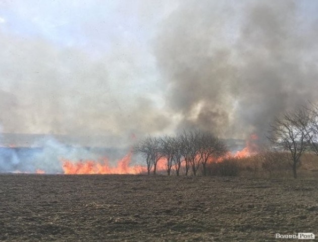 У селі поблизу Луцька трапилася пожежа: горить очерет. ФОТО
