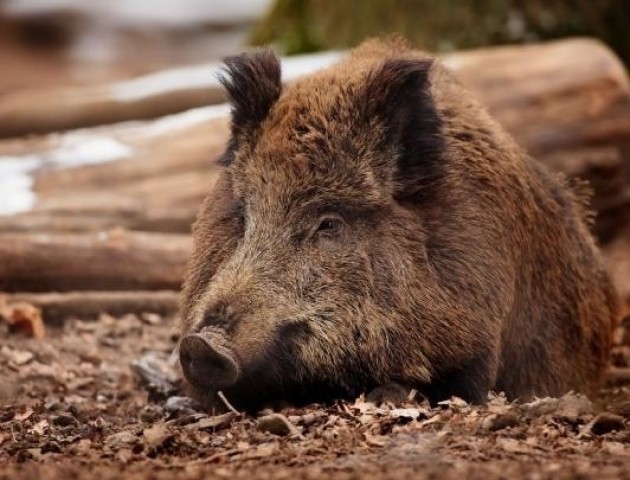 У лісі на Волині загинули дикі свині