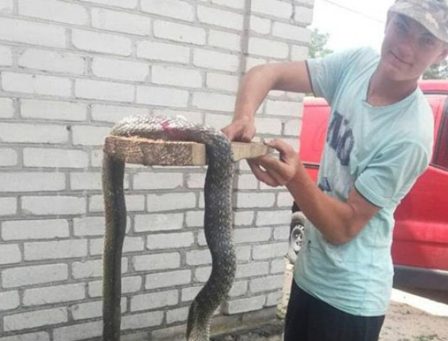 Волинян шокувала двометрова змія, яка прилізла під хату. ФОТО